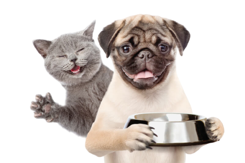 Gato y perro juntos